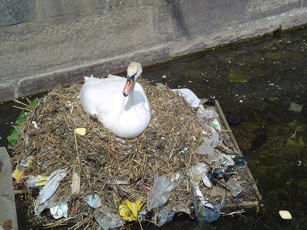 cigne-pollution-animaux