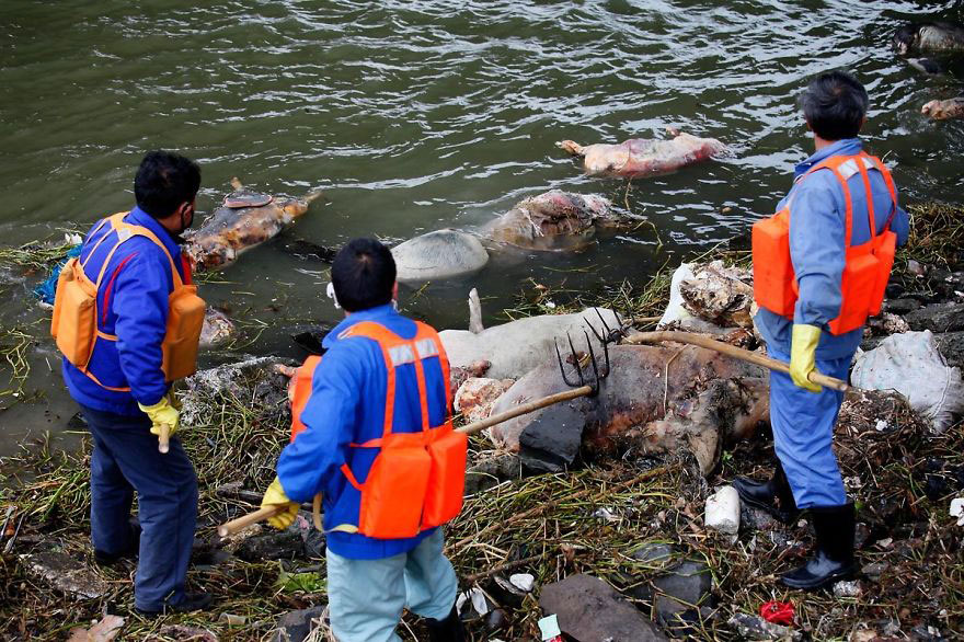 cochon-pollution-animaux