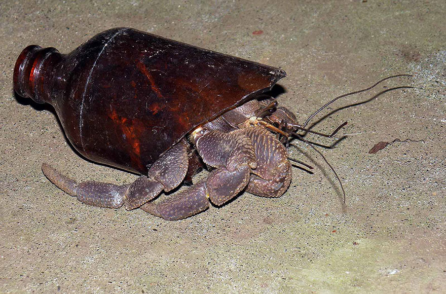 crabe-bouteille-pollution