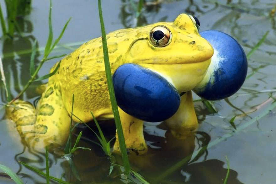 grenouille-indienne-jaune-bleue