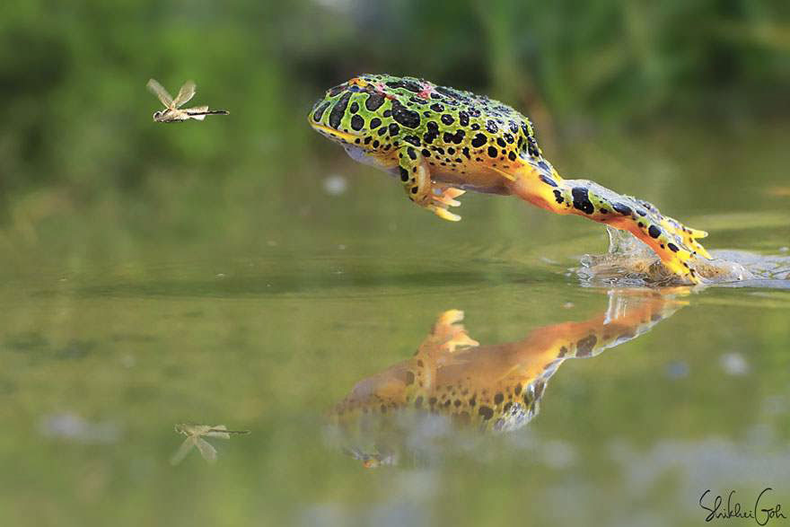 grosse-grenouille-taches-chasse-