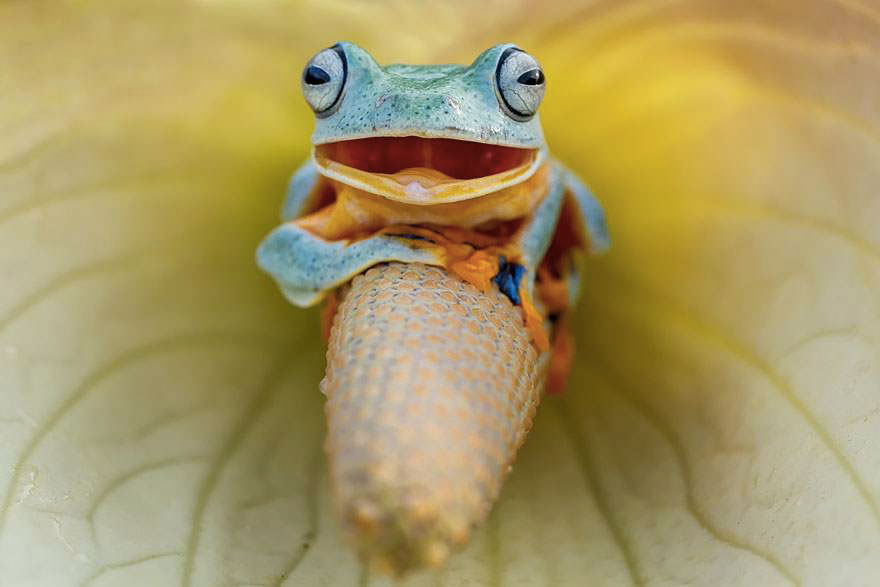 grenouille-sourire