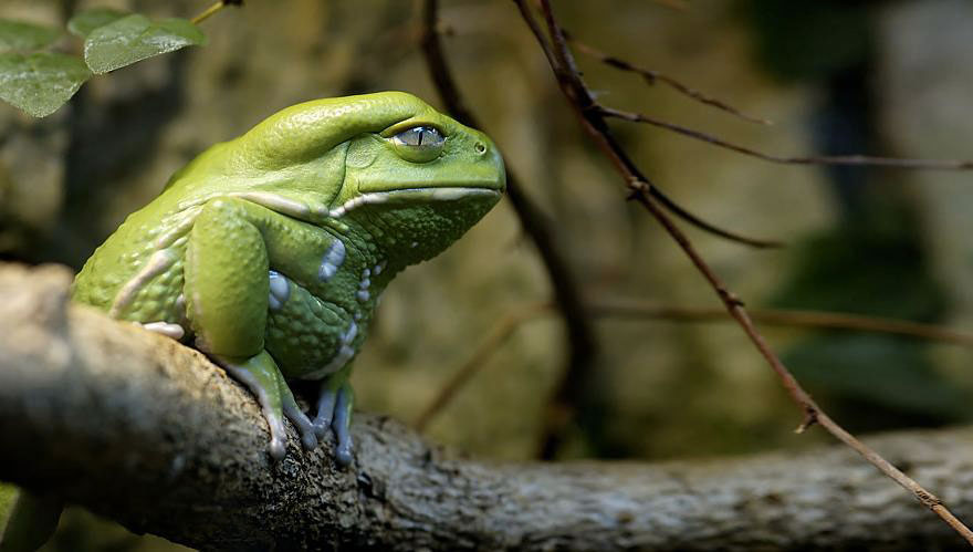 grenouille-yeux-reptiles