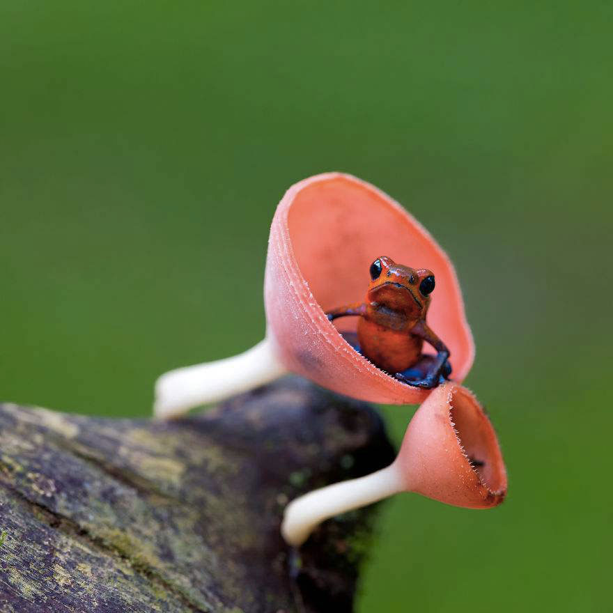 grenouille-venimeuse-pattes-bleues