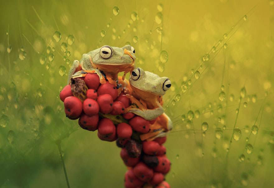 deux-grenouilles-grappe-fruit