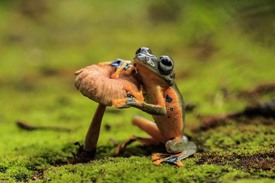 grenouille-bicolore-champignon