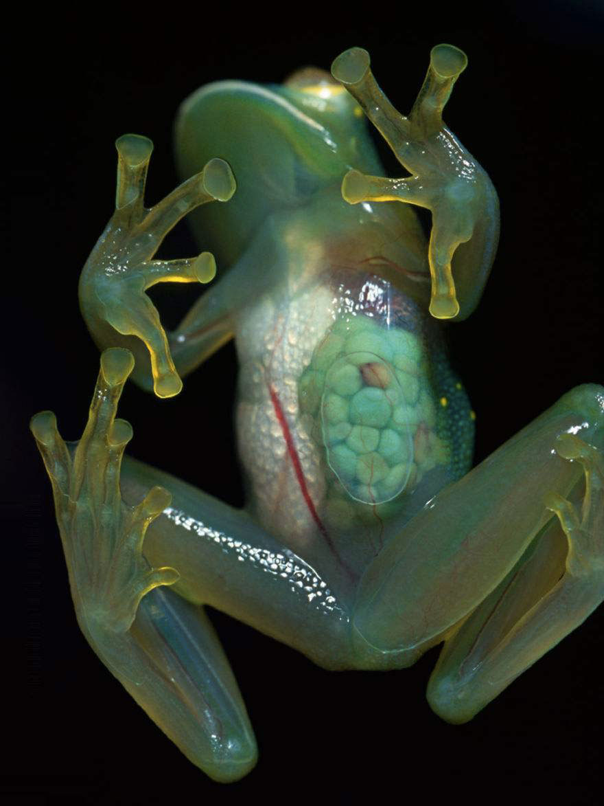 grenouille-transparente