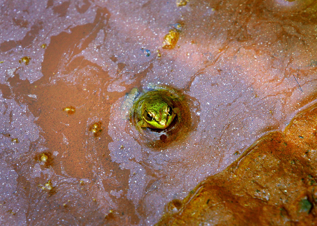 grenouille-eau-polluee