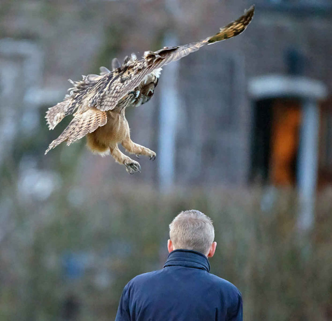 hibou-tete-homme-1
