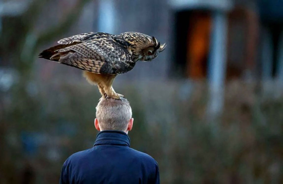 hibou-tete-homme-2