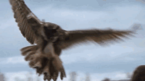 hibou-tete-homme-3