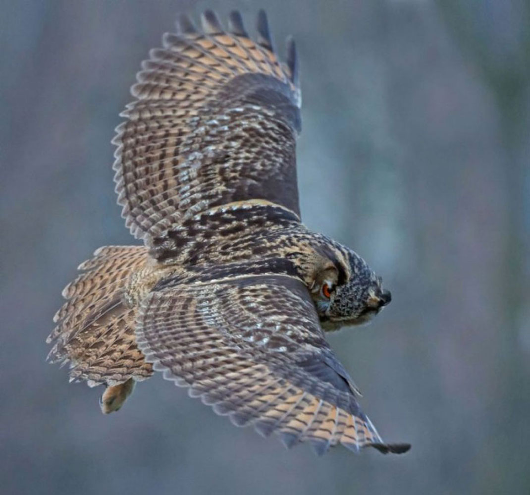 hibou-tete-homme-4