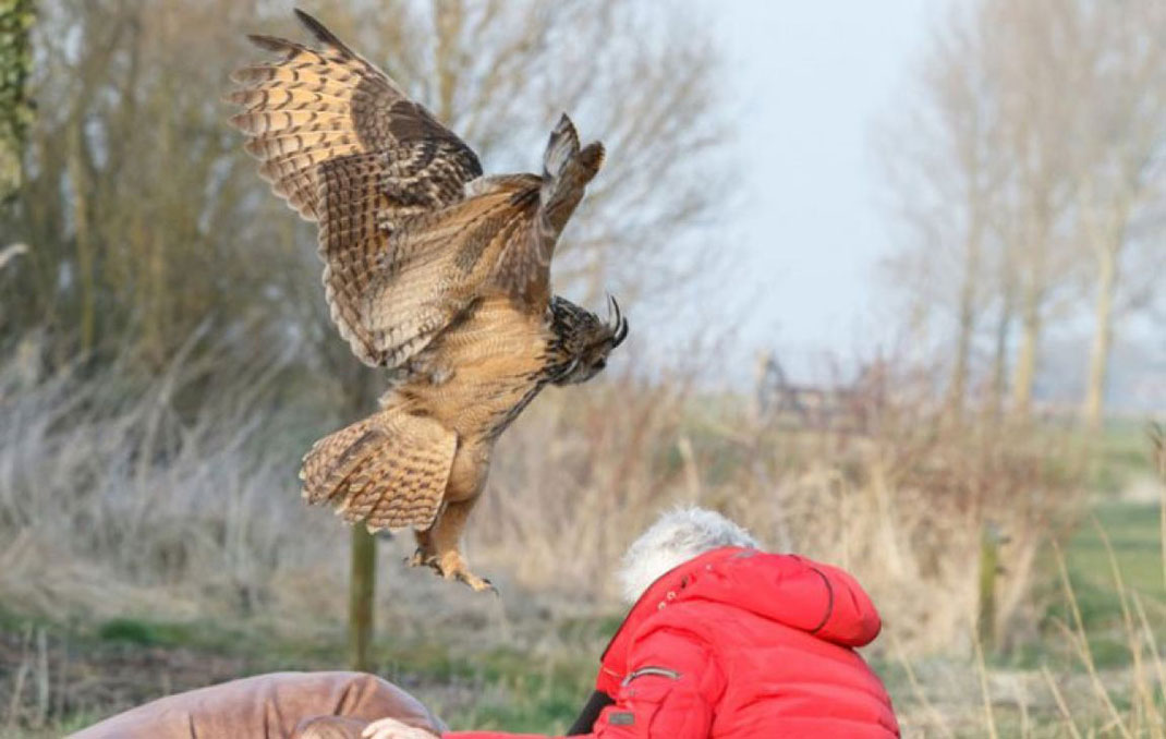 hibou-tete-homme-8