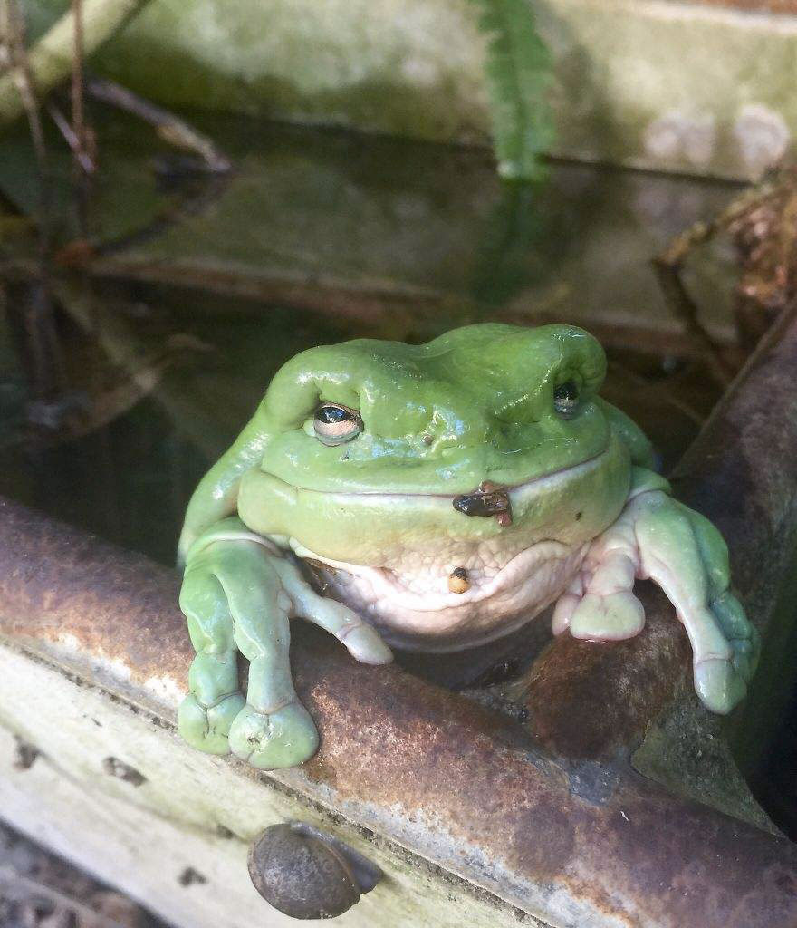 grenouille-grand-pere