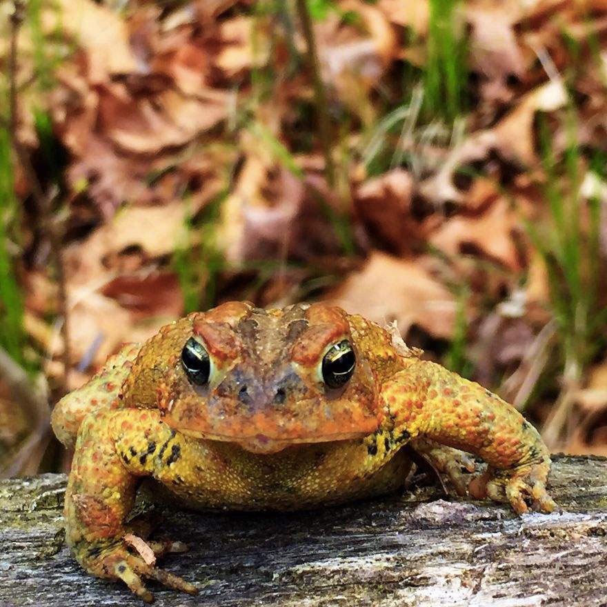 crapaud-americain-bisous