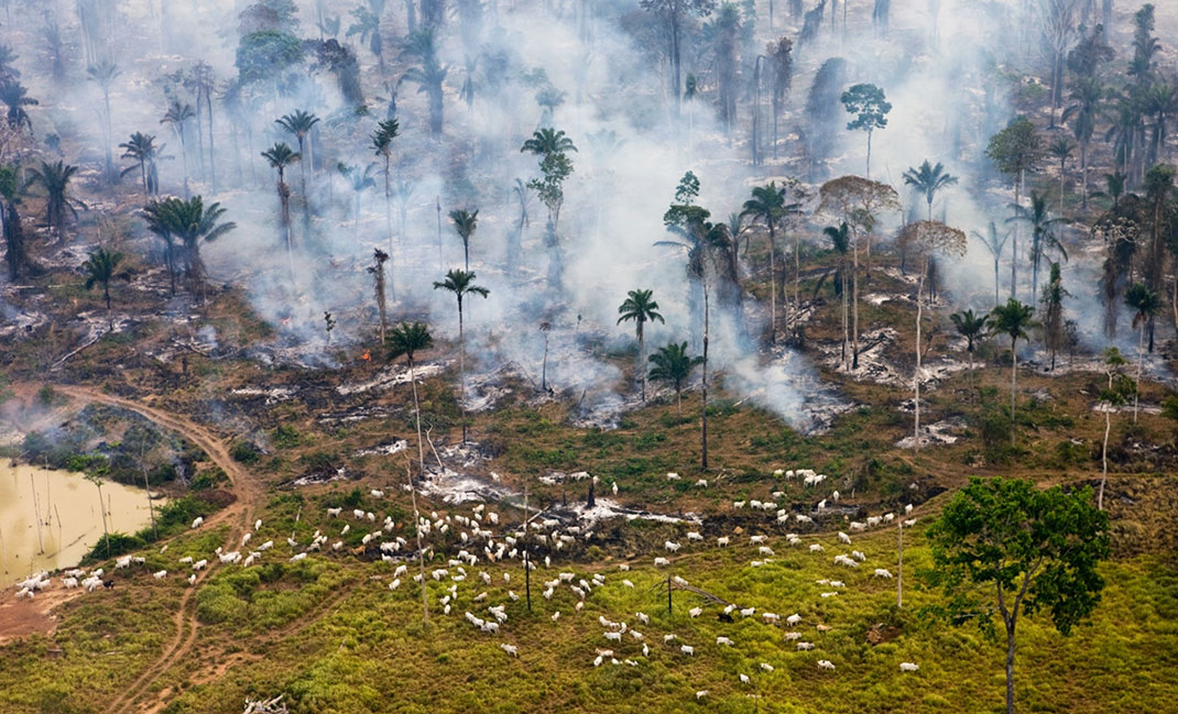 jungle-animaux-pollution