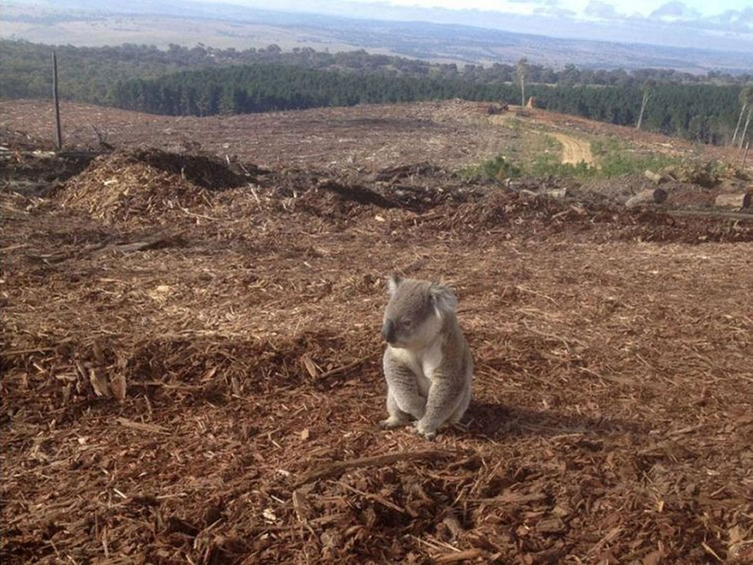 koala-perdu-pollution