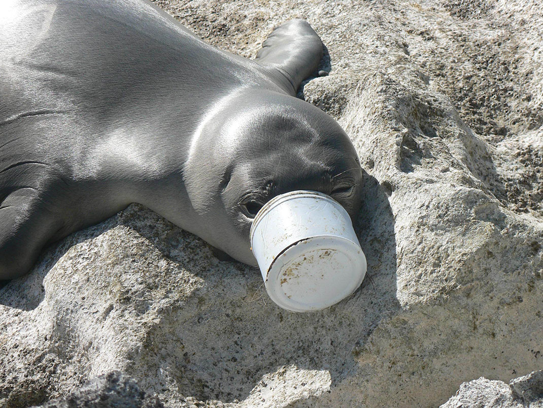 phoque-dechet-pollution