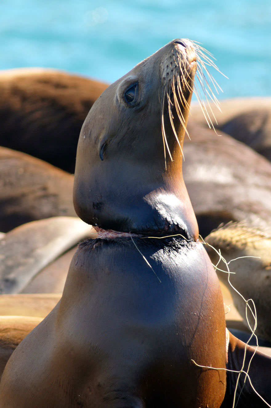 phoque-pollution-animal