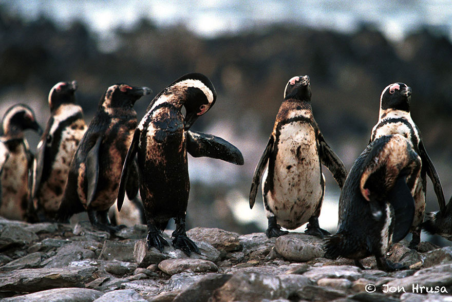 pingouin-petrole-pollution