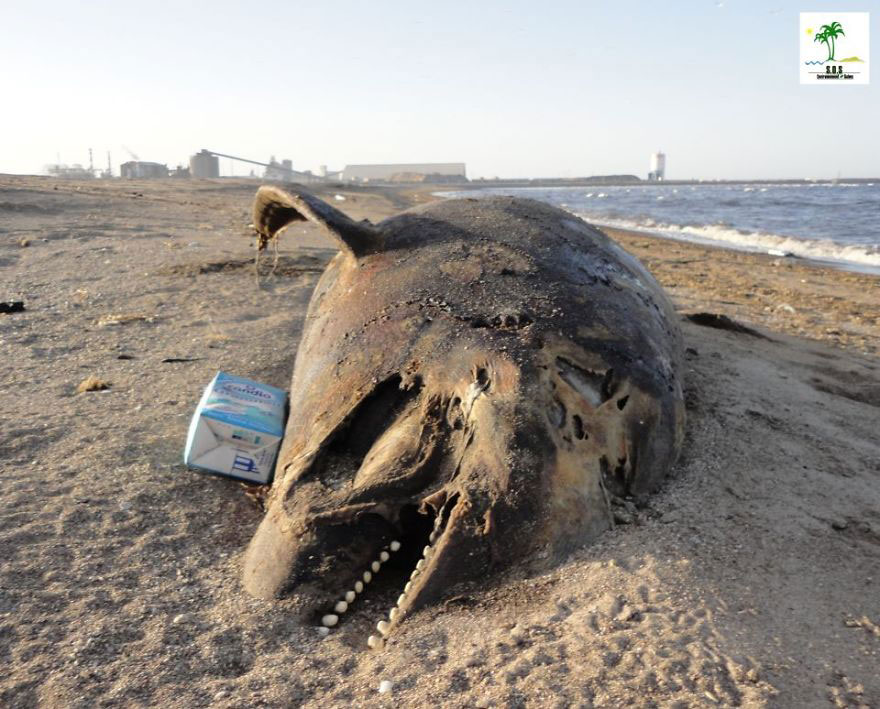 poisson-plage-mort