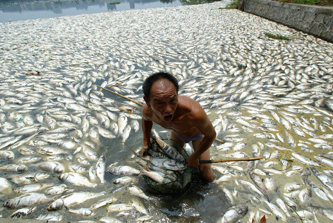 poisson-pollution-animaux