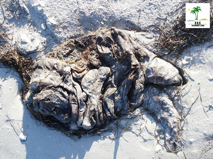 tortue-morte-pollution