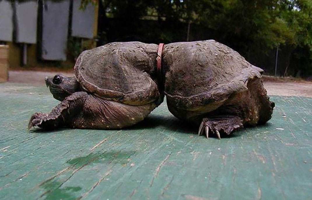 tortue-plastique-pollution