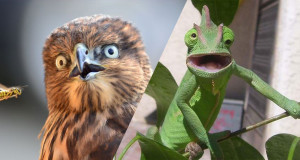 une-animaux-drole