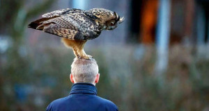 une-hibou-tete
