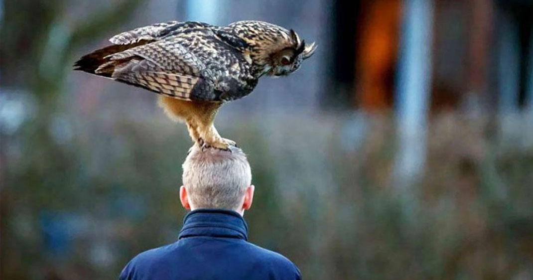 une-hibou-tete