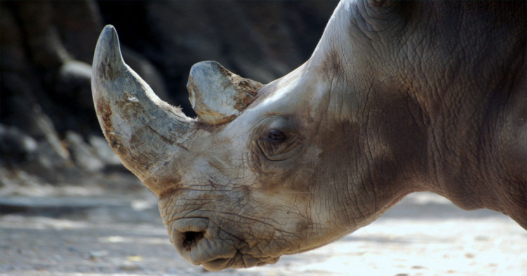 une-histoire-rhino2