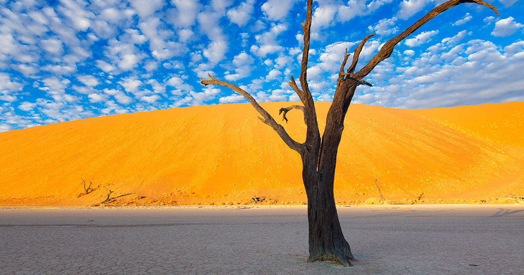 une-namibie-arbre