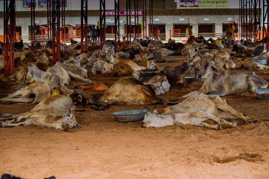 vaches-plastique-pollution