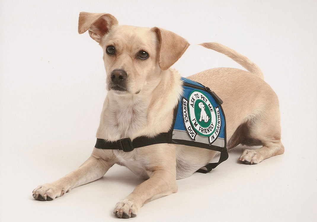 02-zootherapiechien-Crjs452