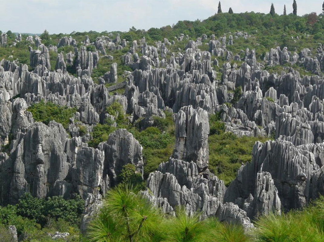 1-chine-foret