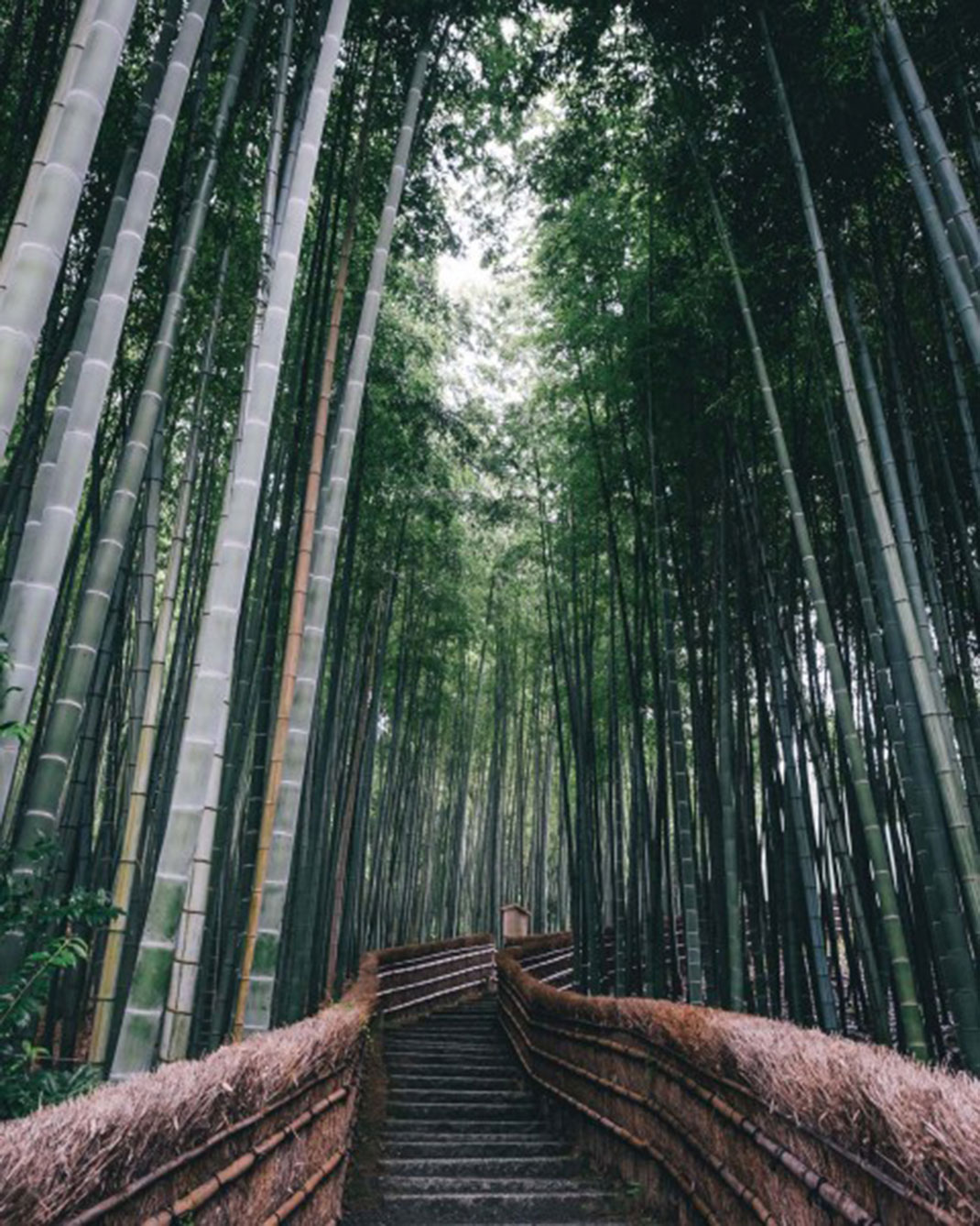 11-cheminbambou-takashiyasui