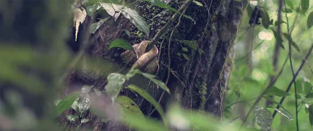 12-video-costa-rica