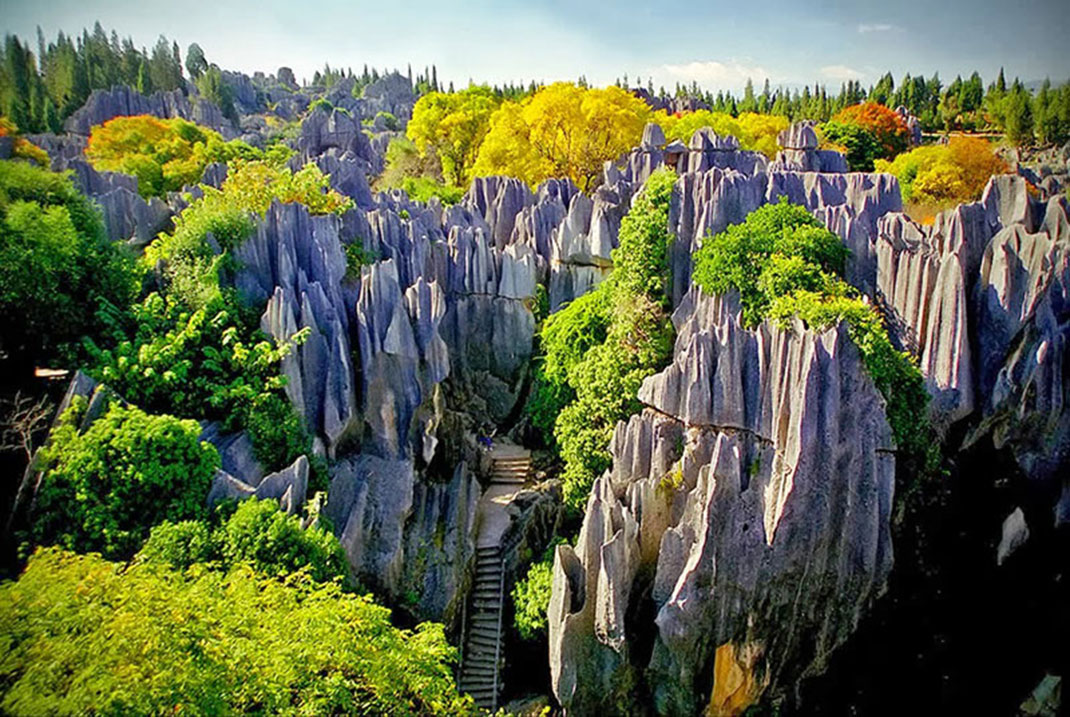 3-chine-foret