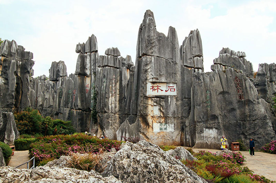 4-chine-foret