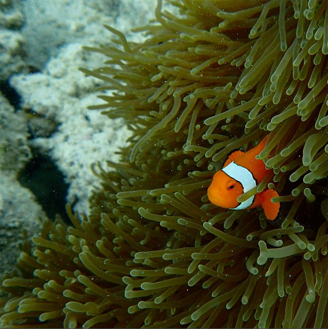 46-barriere-corail