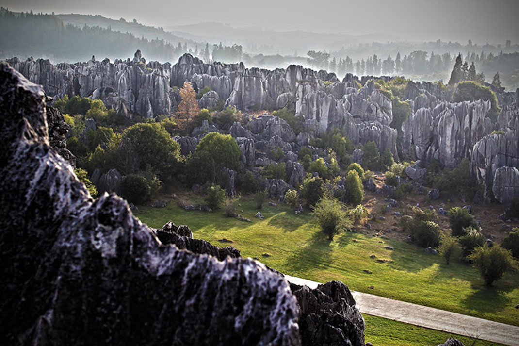 5-chine-foret