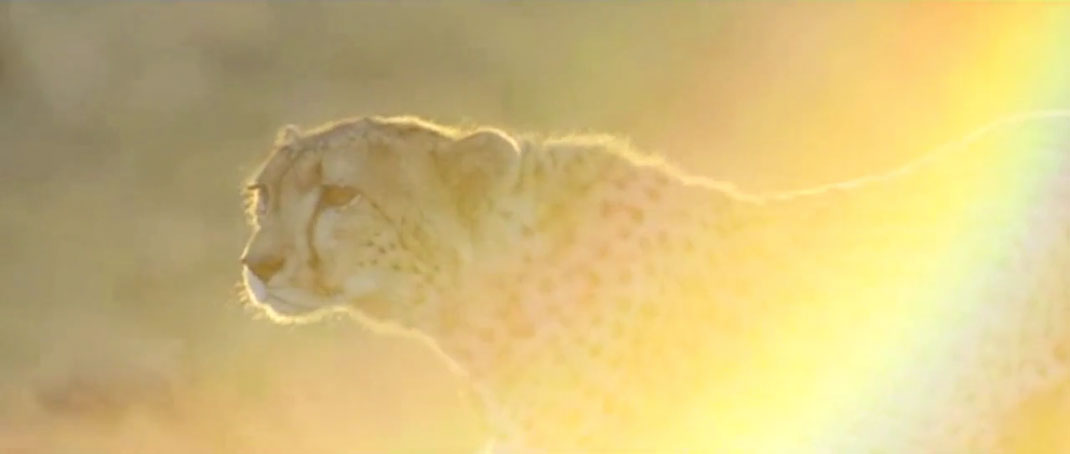 5-court-metrage-soleil-leopard