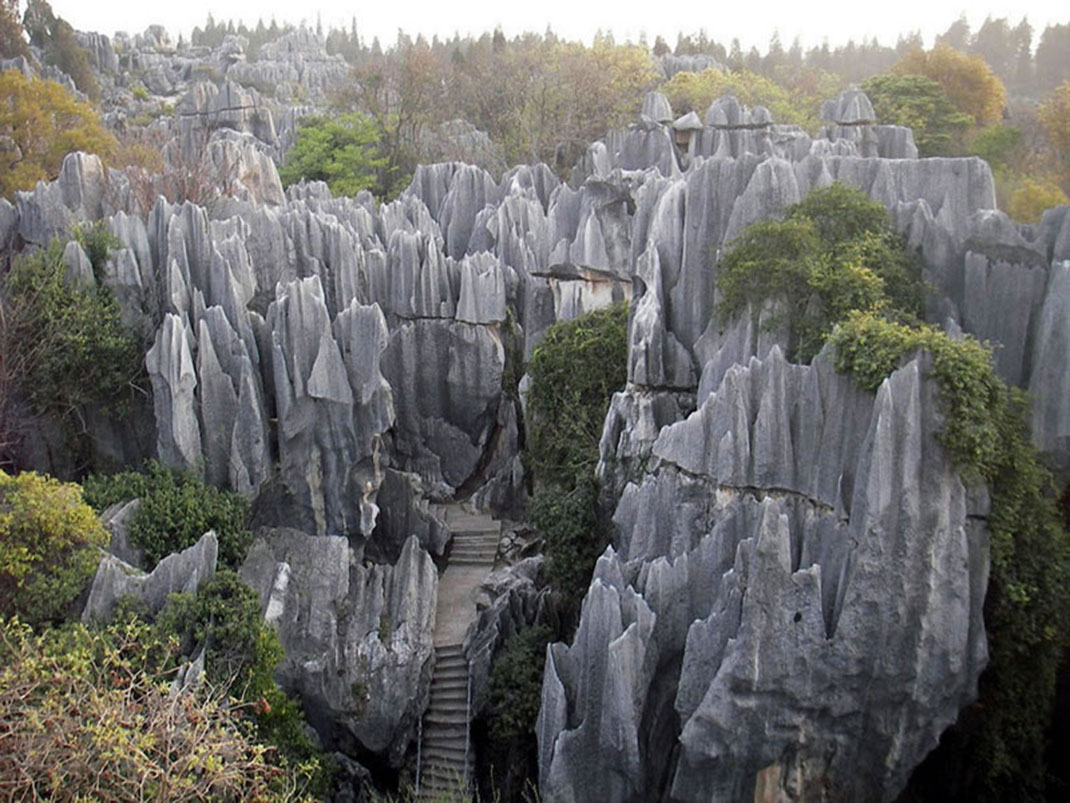 9-chine-foret