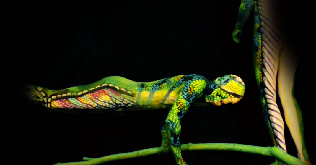 9-court-metrage-cameleon
