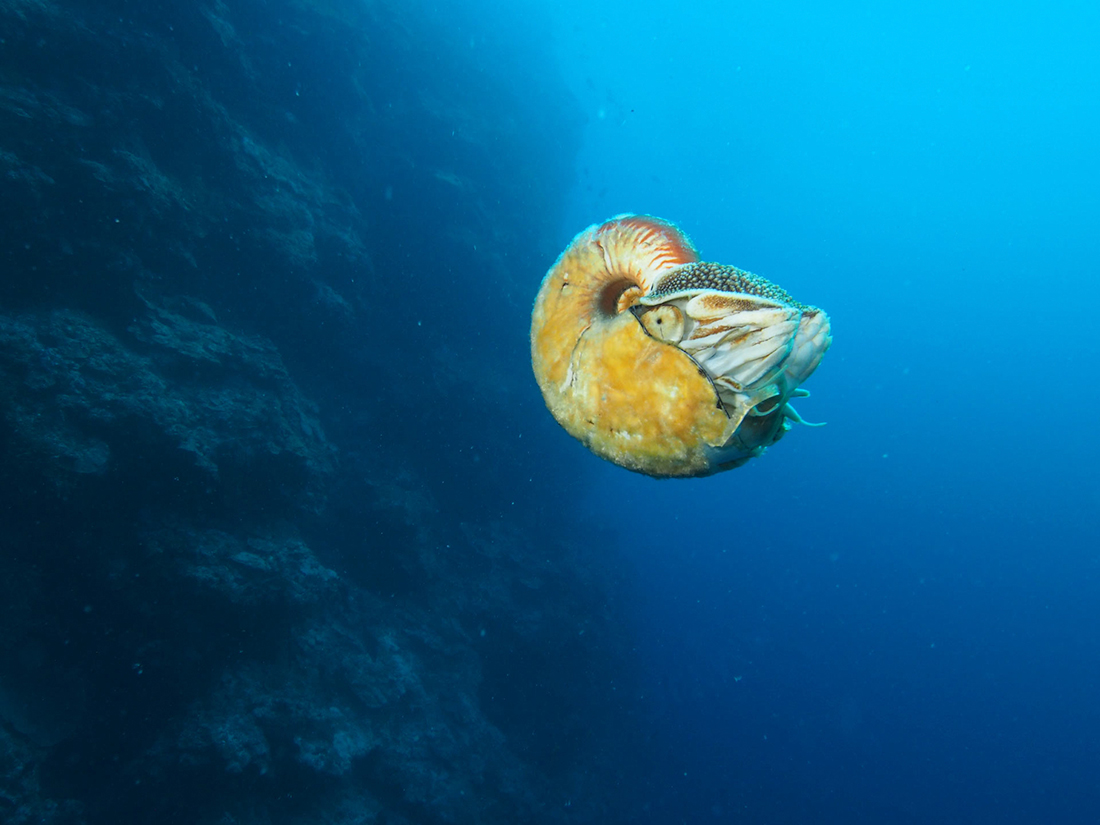 Allonautilus-scrobiculatus