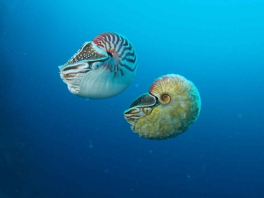 Allonautilus1