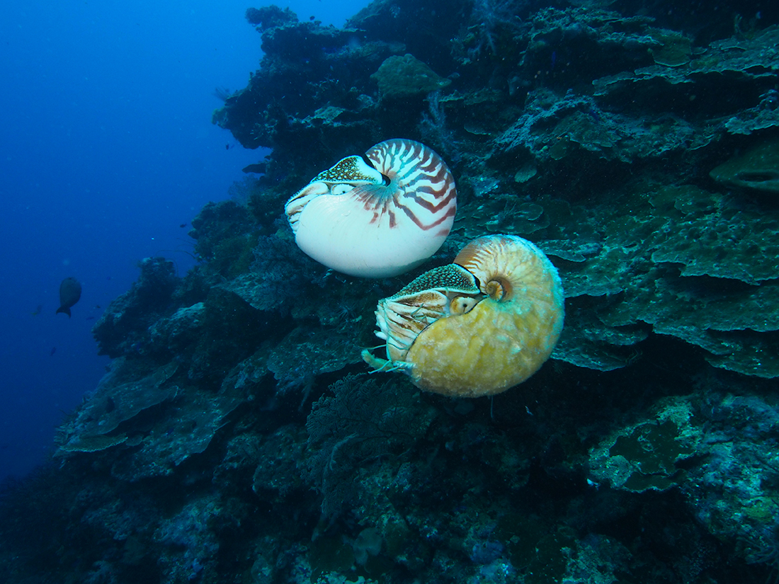 Allonautilus3