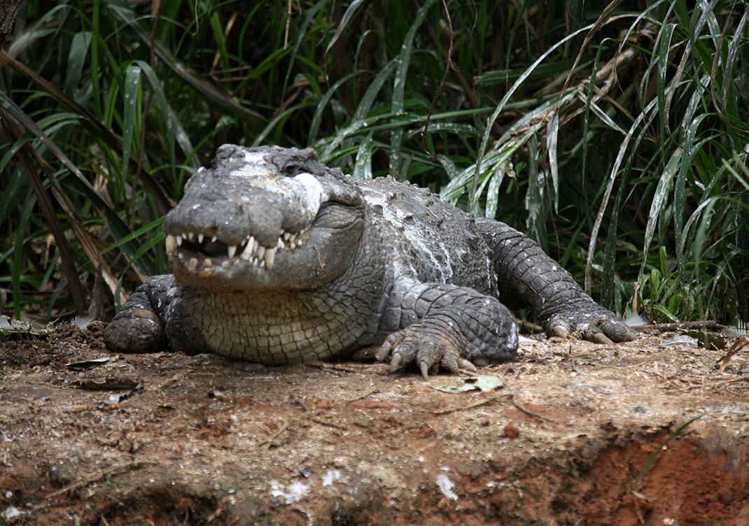 Crocodile-2