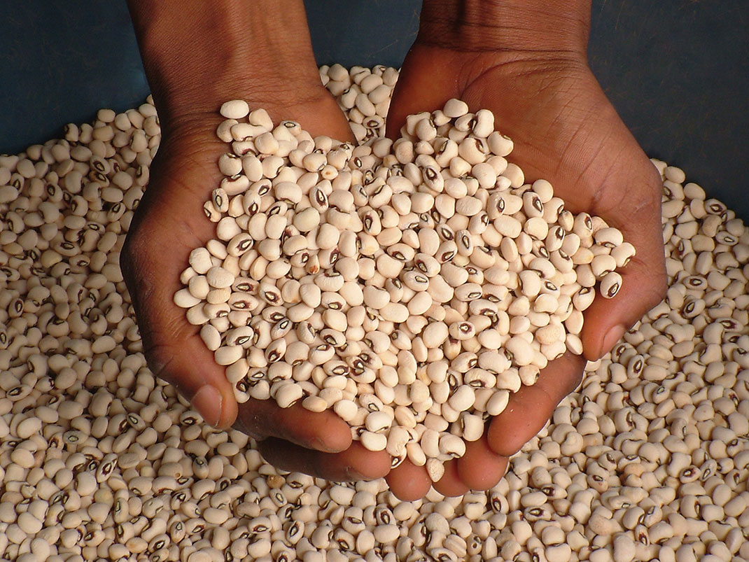 Global-Seed-Vault---graines-et-main